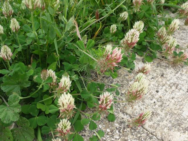 Trifolium incarnatum subsp. molineri